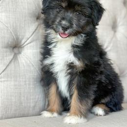 Cinch - Black tri-color male Aussiedoodle puppy in Granbury, Texas from Triple Cross Doodles