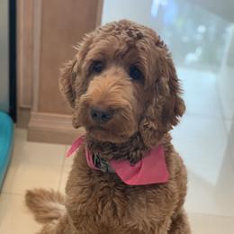 Penny - Goldendoodle