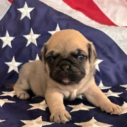 Blue collars - Fawn male Pug puppy in Tucson, Arizona from Furever Friends