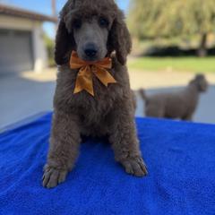 Orange collar boy - Apricot male Poodle puppy in Riverside, California from Riverside red poodles