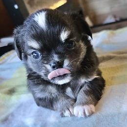 Chihuahua Puppies from Hart's Chihuahuas