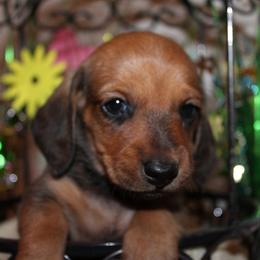 Boy 4 - Red male Dachshund puppy in Craig, Colorado from Rocky Mountain Shih Tzus and Dry Creek Miniature Dachshunds