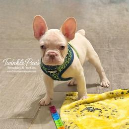 AKC Cinco - Cream male French Bulldog puppy in Powder Springs, Georgia from Twinkle Paws Frenchies and Yorkies