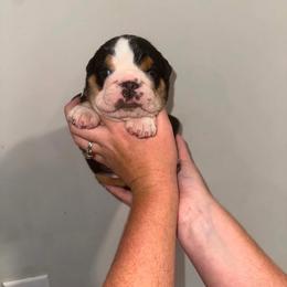 Romeo - Black tri-color male Bulldog puppy in Ranson, West Virginia from EMR’s Bulldogs