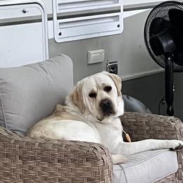 Labrador Retriever All Grown Up from Alley Rock Labradors, LLC