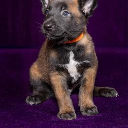 Orange - Fawn sable male Belgian Malinois puppy in Ellerbe, North Carolina from Grand Prix Kennel