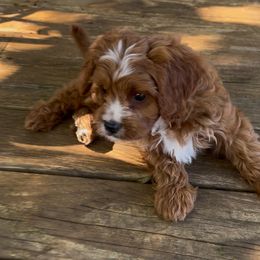 Cory - Red male Cavapoo puppy in Mint Hill, North Carolina from DoodleForever
