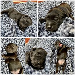 Goldendoodle and Poodle Puppies from SnickerDoodlePups