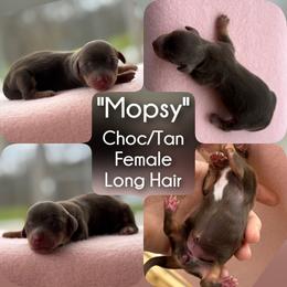 Girl 3 - Mopsy - Chocolate and tan female Dachshund puppy in London, Kentucky from Steele Half Acre Homestead