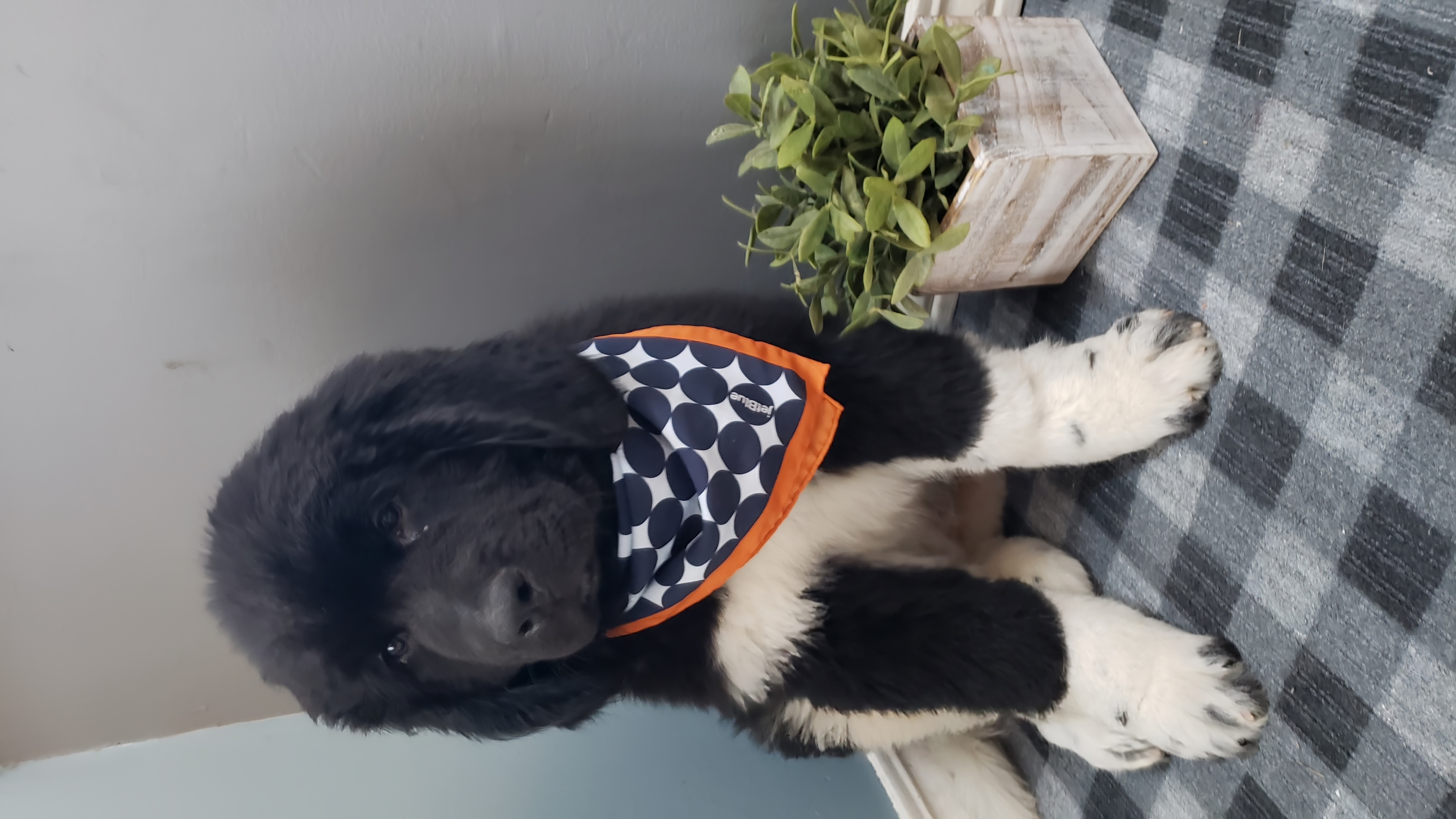 Newfoundland Puppies from Tonka Bay Newfoundlands