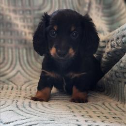 Silvia - Black and tan female Dachshund puppy in Goodman, Missouri from Jessica's Dashing Dachsunds and Chihuahuas