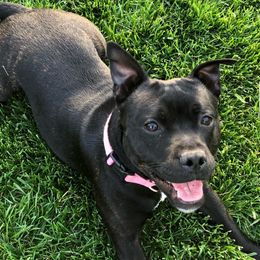 Maggie - Staffordshire Bull Terrier