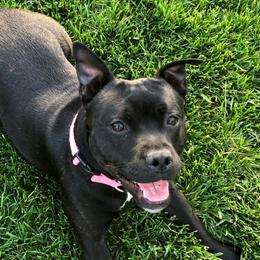 Maggie - Staffordshire Bull Terrier