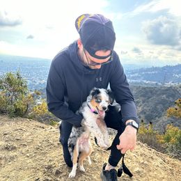 Aussiedoodle, Australian Shepherd, Dachshund, and Miniature Australian Shepherd Puppies from Bline’s Awesome Aussies & Doxies at the Bline Family Farm