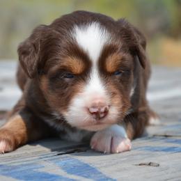 RTM-2 - Red tri-color male Miniature American Shepherd puppy in Baker City, Oregon from Back Country Aussies