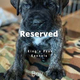 Boy 2 - Mastiff puppy in Kanosh, Utah from King’s Peak Kennels
