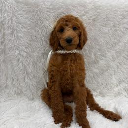 Peach collar - Red  female Poodle puppy in San Benito, Texas from Irene's Poodles