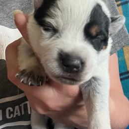 Boy 3 - Blue male Australian Cattle Dog puppy in Norton, Ohio from Australian Cattle Dog Company