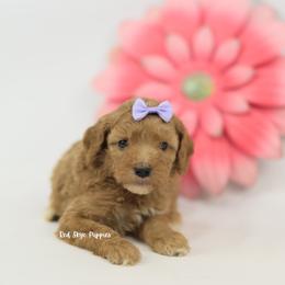 Maple - Red  female Poodle puppy in Republic, Missouri from Red Skye Puppies