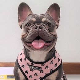 Norma - French Bulldog
