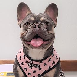 Norma - French Bulldog