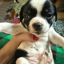 AKC Boy 2 - Black and white male Chihuahua puppy in Anoka, Minnesota from Anoka County MN AKC Chihuahuas