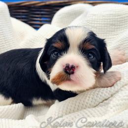 Black-Jack - Tri-color male Cavalier King Charles Spaniel puppy in Tyler, Texas from Kalon Cavaliers