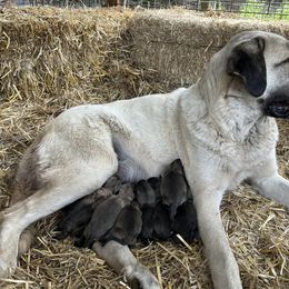 Orange - Dun male Kangal puppy in Mount Vernon, Washington from Hidden Meadow Ranch