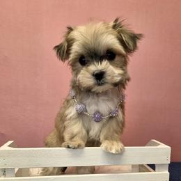 Meadow SMALL - Black & tan tri-color female Morkie puppy in Monticello, Iowa from Ashley’s Puppies