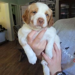 Orange male - Orange and white male Brittany puppy in Rhoadesville, Virginia from HOMESCHOOLED BRITTANYS LLC