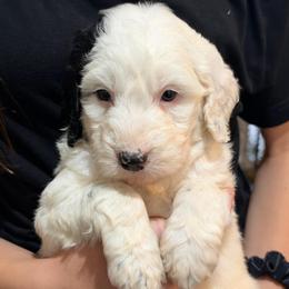 Purple collar - Parti male Goldendoodle puppy in Mc Cook, Nebraska from Powers Doodles