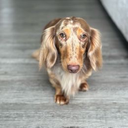 Hazel - Dachshund
