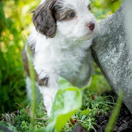 Snickers - Red tri-color female Aussiedoodle puppy in Grants Pass, Oregon from Woodwind Miniatures