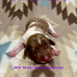 Duchess - Dapple female Dachshund puppy in Carlsbad, Texas from MV Mini Dachshunds