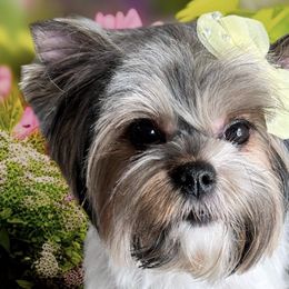 Biewer Terriers from Biewer Puppies USA