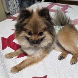 Munchkin - Pomeranian