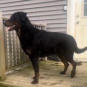 Joker - Black and rust male Beauceron puppy in Patten, Maine from Beaucerons De La Valle Katahdin