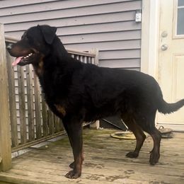 Joker - Black and rust male Beauceron puppy in Patten, Maine from Beaucerons De La Valle Katahdin