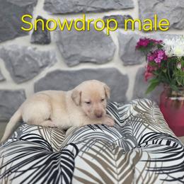 Snowdrop - Champagne male Dilute Retriever puppy in New Providence, Pennsylvania from Southernend Silvers