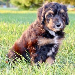 Storm - male Australian Mountain Doodle puppy in Decatur, Illinois from Signature Doodles