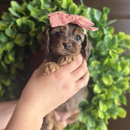 Navy - Merle female Cockapoo puppy in Indiana from muddy boots cocker spaniels and cockapoos