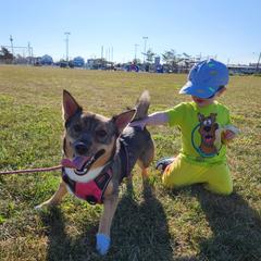 Daisy - Swedish Vallhund
