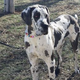 Harlow - Great Dane