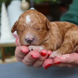 Monroe - Red  female Goldendoodle puppy in Salado, Texas from Red Ranch Dogs