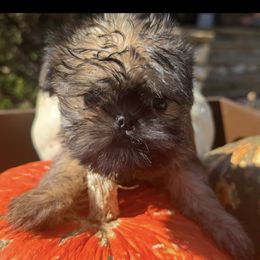 Scarlett - Red female Brussels Griffon puppy in Brooks, Georgia from Brooks Berner Bears & Brussels Griffons