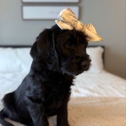 Morticia Adams - Black female Labradoodle puppy in Adams, Nebraska from Boxcar Doodles and Poodles