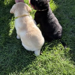 Cavalier King Charles Spaniel and Labrador Retriever Puppies from Heavenly Pups
