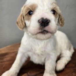 Forest - Blenheim male Cavapoo puppy in Roseville, California from Heavenly Goldendoodles