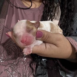 Blem 1 - Blenheim female Cavalier King Charles Spaniel puppy in Spanaway, Washington from Roy-alty Cavaliers