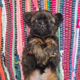 Thyme - Brindle male Shih Tzu puppy in Normal, Illinois from Happy Shih Tzu Homes